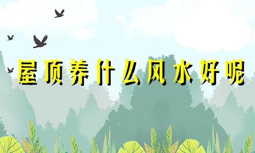 屋顶养什么风水好呢 屋顶养什么花最发财