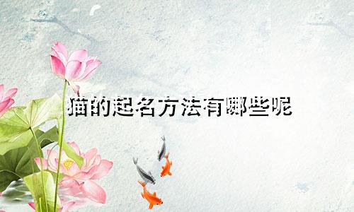 猫的起名方法有哪些呢