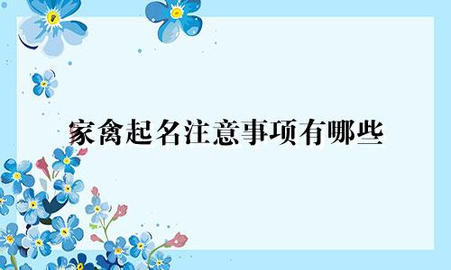 家禽起名注意事项有哪些