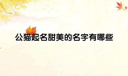 公猫起名甜美的名字有哪些