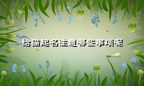 给猫起名注意哪些事项呢