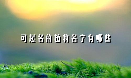 可起名的植物名字有哪些