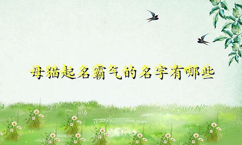 母猫起名霸气的名字有哪些