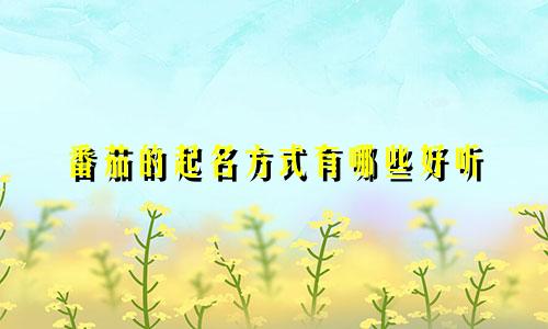 番茄的起名方式有哪些好听