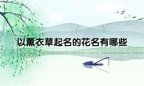 以薰衣草起名的花名有哪些