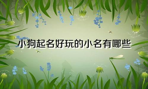 小狗起名好玩的小名有哪些