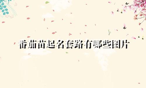 番茄苗起名套路有哪些图片