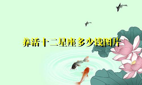 养活十二星座多少钱图片