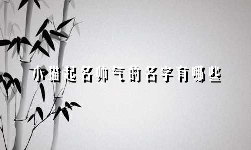 小猫起名帅气的名字有哪些