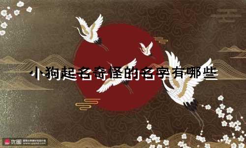 小狗起名奇怪的名字有哪些