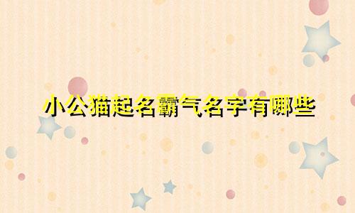 小公猫起名霸气名字有哪些