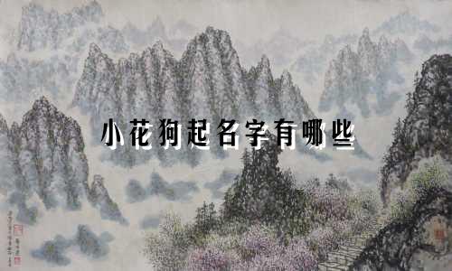 小花狗起名字有哪些