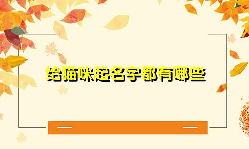 给猫咪起名字都有哪些