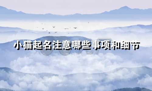 小猫起名注意哪些事项和细节