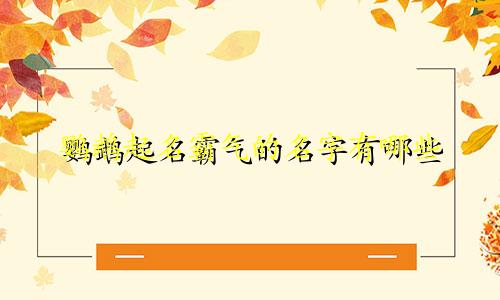 鹦鹉起名霸气的名字有哪些