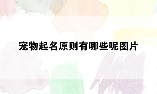 宠物起名原则有哪些呢图片