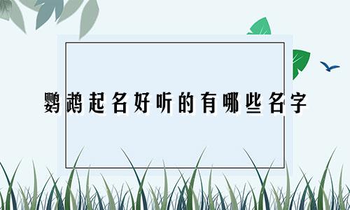 鹦鹉起名好听的有哪些名字