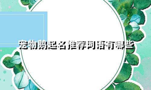 宠物鹅起名推荐词语有哪些