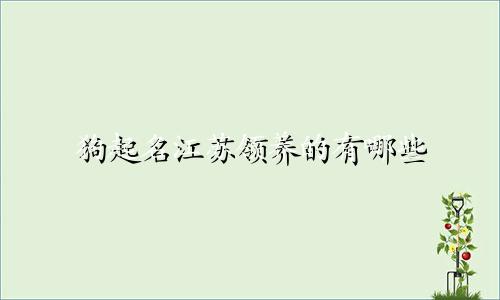 狗起名江苏领养的有哪些