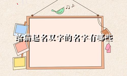给猫起名双字的名字有哪些