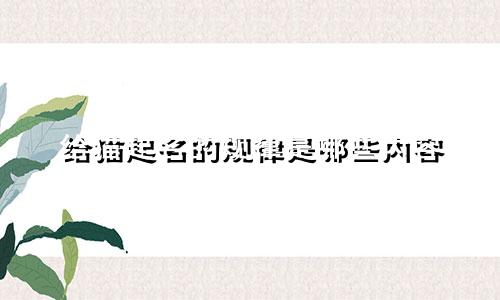 给猫起名的规律是哪些内容