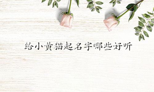 给小黄猫起名字哪些好听