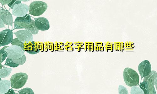 给狗狗起名字用品有哪些