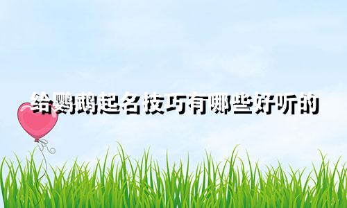给鹦鹉起名技巧有哪些好听的