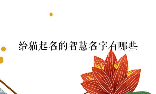 给猫起名的智慧名字有哪些