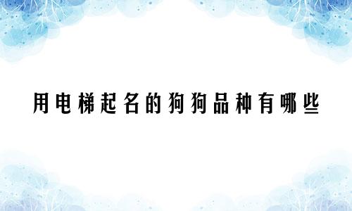 用电梯起名的狗狗品种有哪些