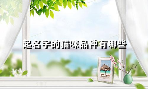 起名字的猫咪品种有哪些