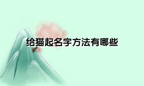 给猫起名字方法有哪些