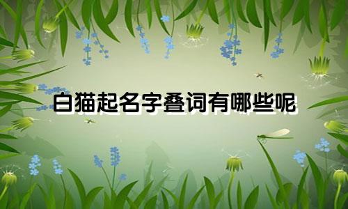 白猫起名字叠词有哪些呢