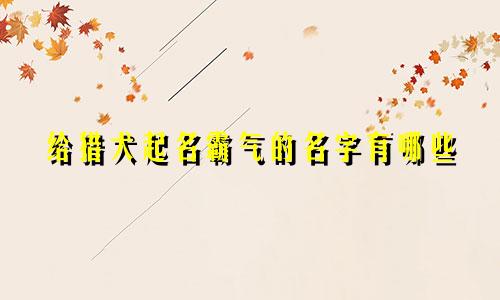 给猎犬起名霸气的名字有哪些