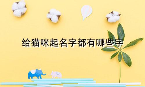 给猫咪起名字都有哪些字