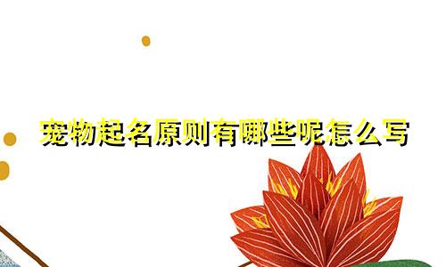 宠物起名原则有哪些呢怎么写
