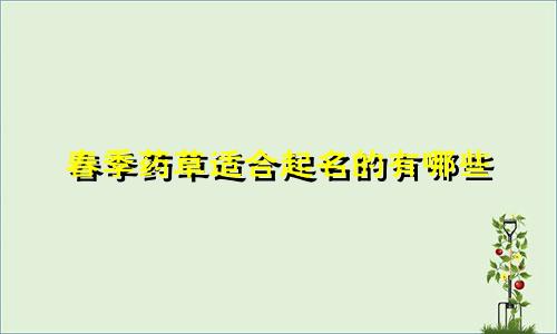 春季药草适合起名的有哪些