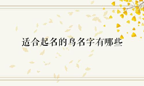 适合起名的鸟名字有哪些