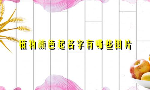 植物颜色起名字有哪些图片
