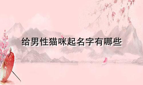给男性猫咪起名字有哪些
