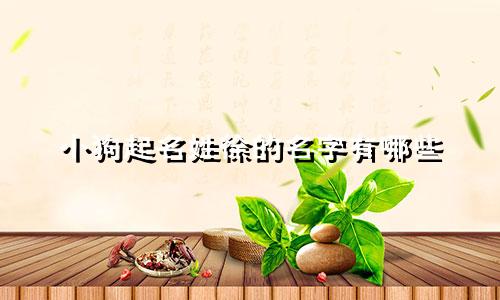 小狗起名姓徐的名字有哪些