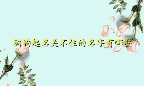 狗狗起名关不住的名字有哪些