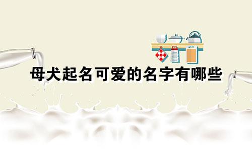母犬起名可爱的名字有哪些