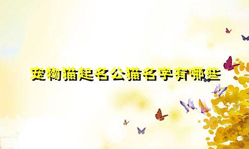 宠物猫起名公猫名字有哪些