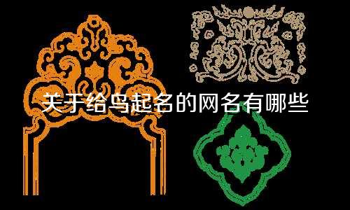 关于给鸟起名的网名有哪些