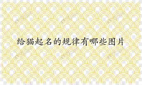 给猫起名的规律有哪些图片