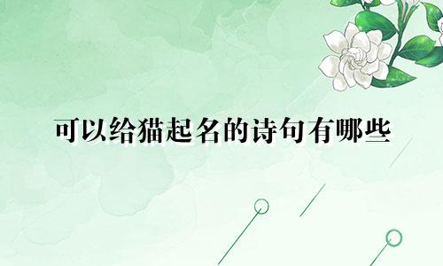 可以给猫起名的诗句有哪些