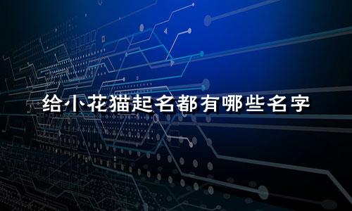 给小花猫起名都有哪些名字