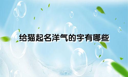 给猫起名洋气的字有哪些