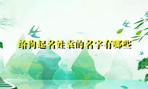 给狗起名姓袁的名字有哪些